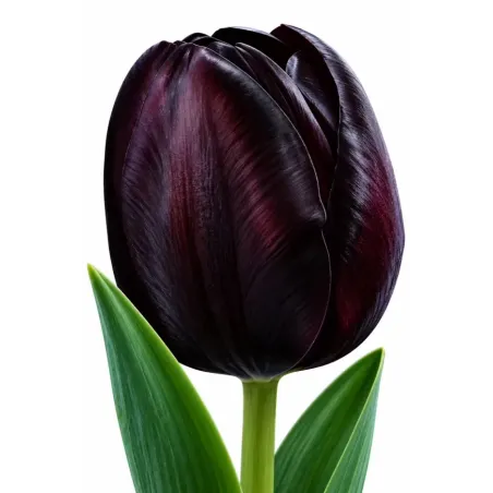 Tulipán Queen of Night – tmavofialový až takmer čierny tulipán