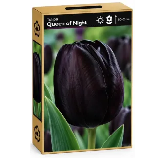 Tulipán Queen of Night – tmavofialový až takmer čierny tulipán