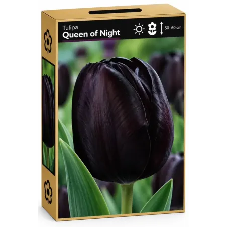 Tulipán Queen of Night – tmavofialový až takmer čierny tulipán
