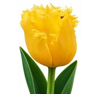Tulipán Golden State – žltý strapcovitý tulipán