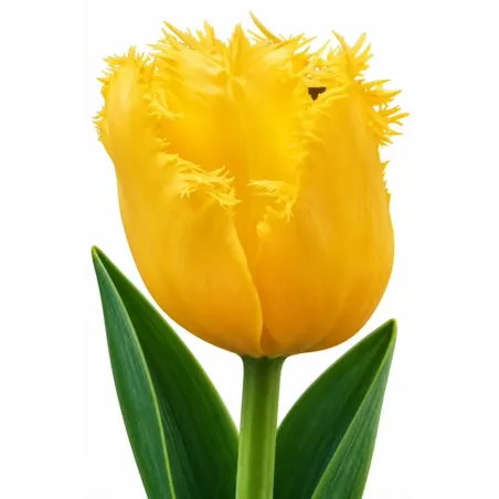 Tulipán Golden State – žltý strapcovitý tulipán
