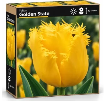Tulipán Golden State – žltý strapcovitý tulipán