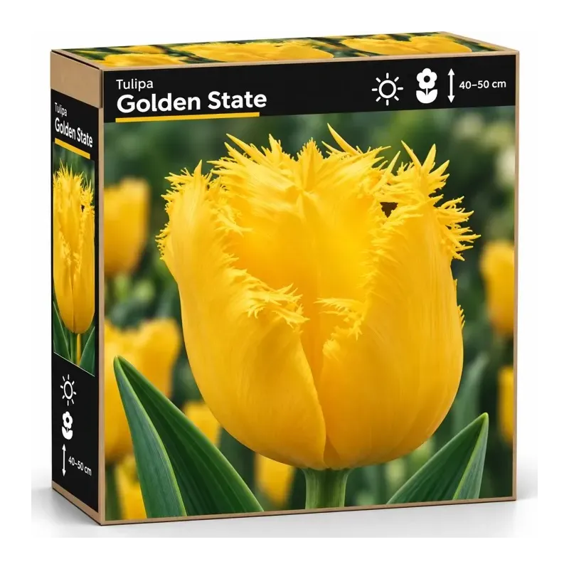 Tulipán Golden State – žltý strapcovitý tulipán Tulipán Golden State – žltý strapcovitý tulipán