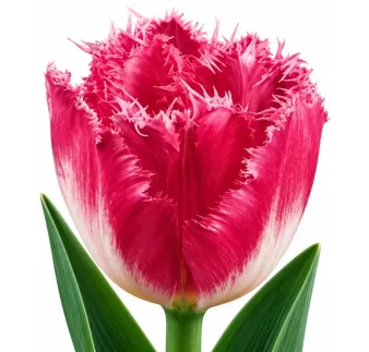 Tulipán Fancy Frills – ružový strapcovitý tulipán