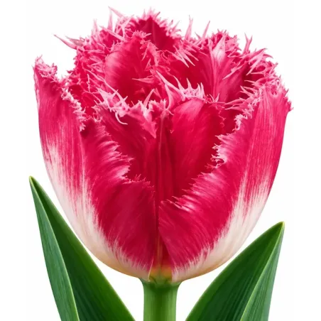 Tulipán Fancy Frills – ružový strapcovitý tulipán