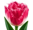Tulipán Fancy Frills – ružový strapcovitý tulipán Tulipán Fancy Frills – ružový strapcovitý tulipán