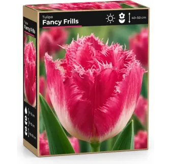 Tulipán Fancy Frills – ružový strapcovitý tulipán