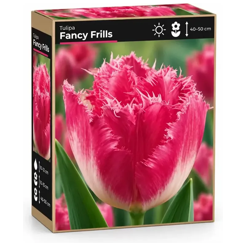 Tulipán Fancy Frills – ružový strapcovitý tulipán Tulipán Fancy Frills – ružový strapcovitý tulipán
