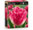 Tulipán Fancy Frills – ružový strapcovitý tulipán Tulipán Fancy Frills – ružový strapcovitý tulipán