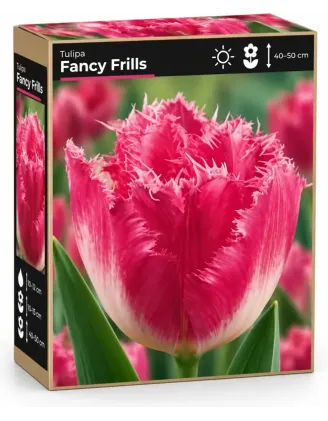 Tulipán Fancy Frills – ružový strapcovitý tulipán