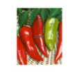 Paprika zeleninová Lydia