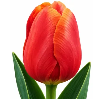 Tulipán Menton – lososovo-ružový tulipán