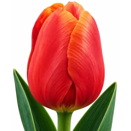 Tulipán Menton – lososovo-ružový tulipán