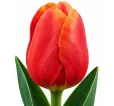 Tulipán Menton – lososovo-ružový tulipán Tulipán Menton – lososovo-ružový tulipán