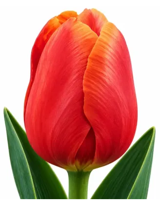 Tulipán Menton – lososovo-ružový tulipán