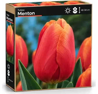 Tulipán Menton – lososovo-ružový tulipán