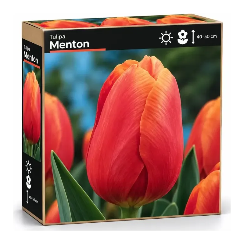 Tulipán Menton – lososovo-ružový tulipán Tulipán Menton – lososovo-ružový tulipán