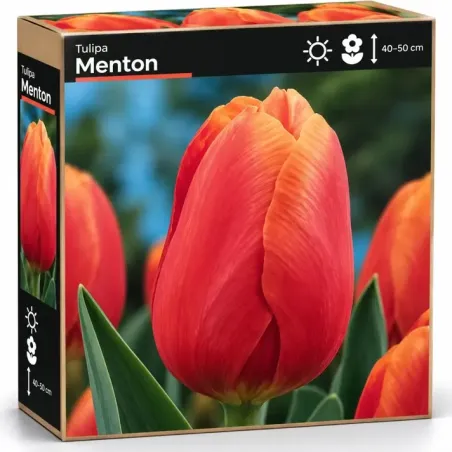 Tulipán Menton – lososovo-ružový tulipán