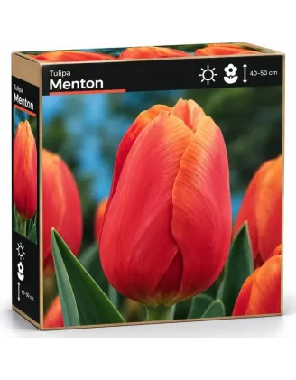 Tulipán Menton – lososovo-ružový tulipán