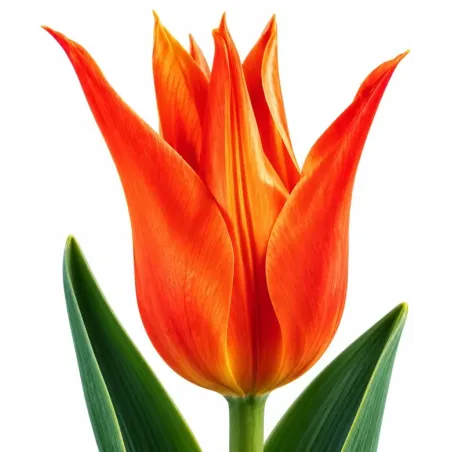 Tulipán Ballerina – oranžový ľaliokvetý tulipán