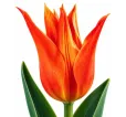 Tulipán Ballerina – oranžový ľaliokvetý tulipán Tulipán Ballerina – oranžový ľaliokvetý tulipán