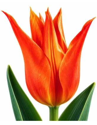 Tulipán Ballerina – oranžový ľaliokvetý tulipán