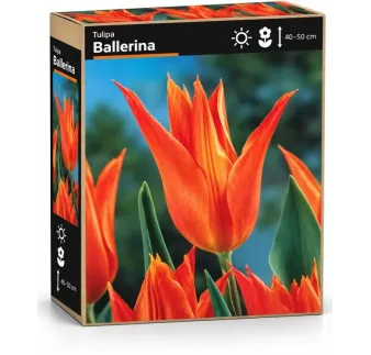 Tulipán Ballerina – oranžový ľaliokvetý tulipán