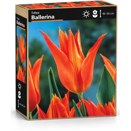 Tulipán Ballerina – oranžový ľaliokvetý tulipán