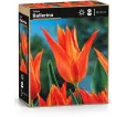 Tulipán Ballerina – oranžový ľaliokvetý tulipán Tulipán Ballerina – oranžový ľaliokvetý tulipán