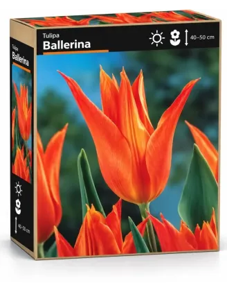 Tulipán Ballerina – oranžový ľaliokvetý tulipán