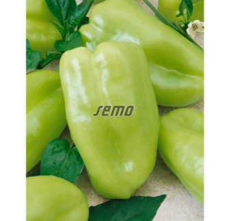 Paprika zeleninová Nova