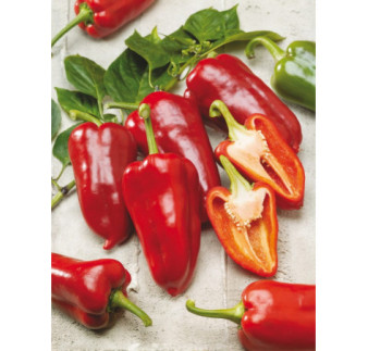 Paprika zeleninová Rafaelo F1