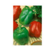 Paprika zeleninová Rubika F1