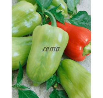 Paprika zeleninová Slavy F1