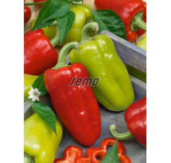 Paprika zeleninová Slovana F1