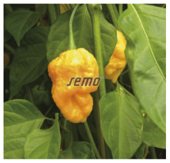 Paprika zeleninová Trinidad Moruga extr