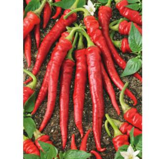 Paprika zeleninová Zitava