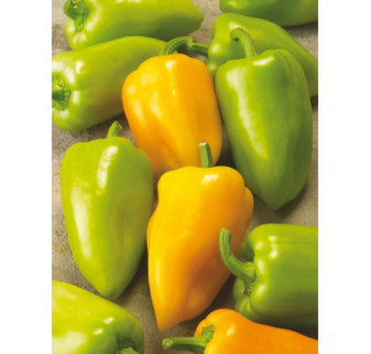 Paprika zeleninová Goldus F1