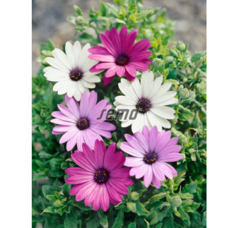 Osteospermum Balade