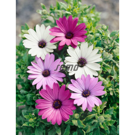 Osteospermum Balade