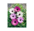 Osteospermum Balade