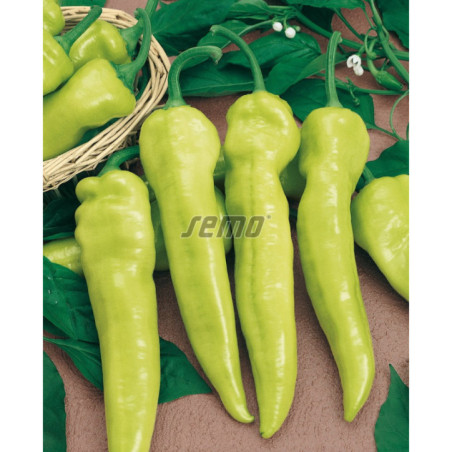 Paprika baraní roh Belorozec
