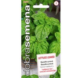 Bazalka Lettuce Leaved
