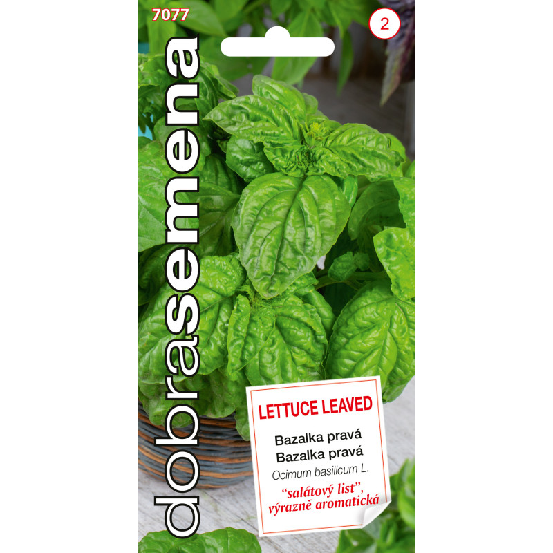 Bazalka Lettuce Leaved