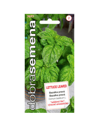 Bazalka Lettuce Leaved