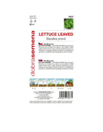 Bazalka Lettuce Leaved