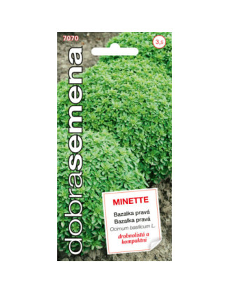 Bazalka prava Minette