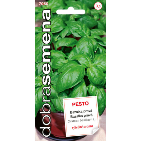 Bazalka prava Pesto