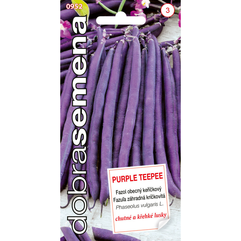 Fazuľa kríčková sparglova Purple Teepee