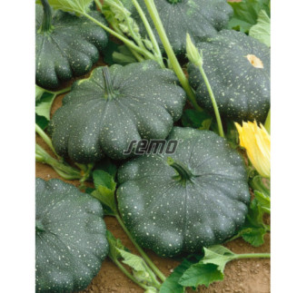 Patizon zelený Greendisc